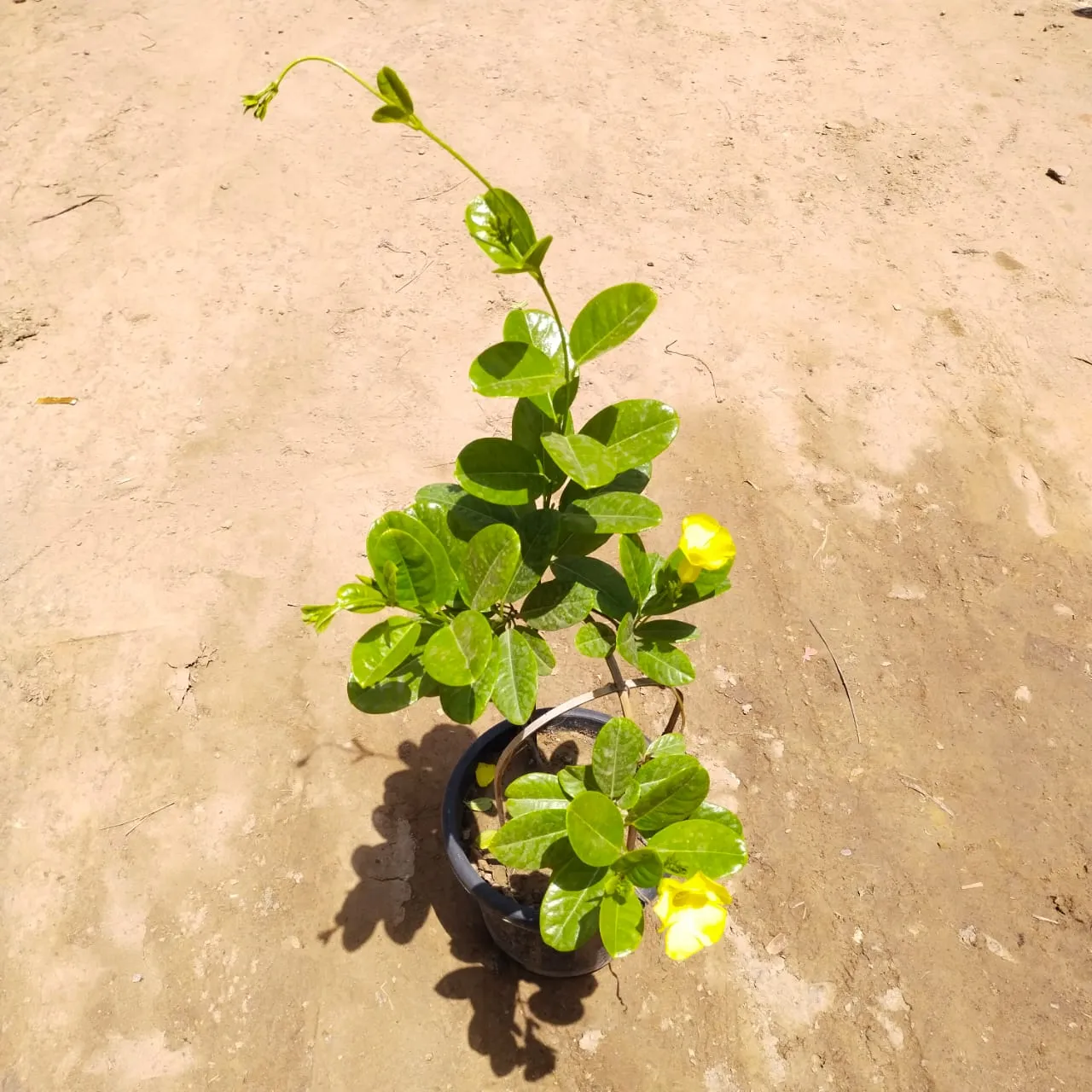 Yellow Allamanda Creeper in 8 Inch Nursery Pot