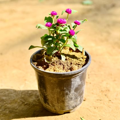 Buy Gomphrena (any colour) in 6 Inch Nursery Pot Online | Urvann.com