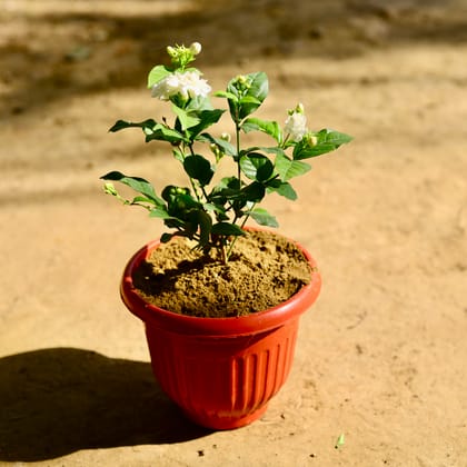 Buy Mogra / Jasmine in 8 Inch Red Olive Plastic Pot Online | Urvann.com