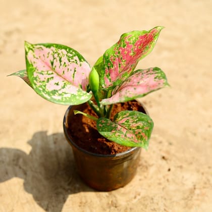 Aglaonema Pink Dalmatian in 4 Inch Nursery Pot