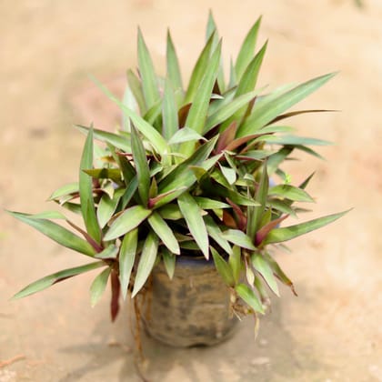 Buy Rhoeo / Durangi in 5 Inch Nursery Bag Online | Urvann.com