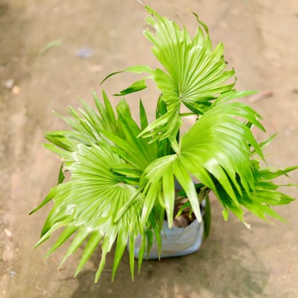 Buy China Palm  in 6 Inch Nursery Bag Online | Urvann.com