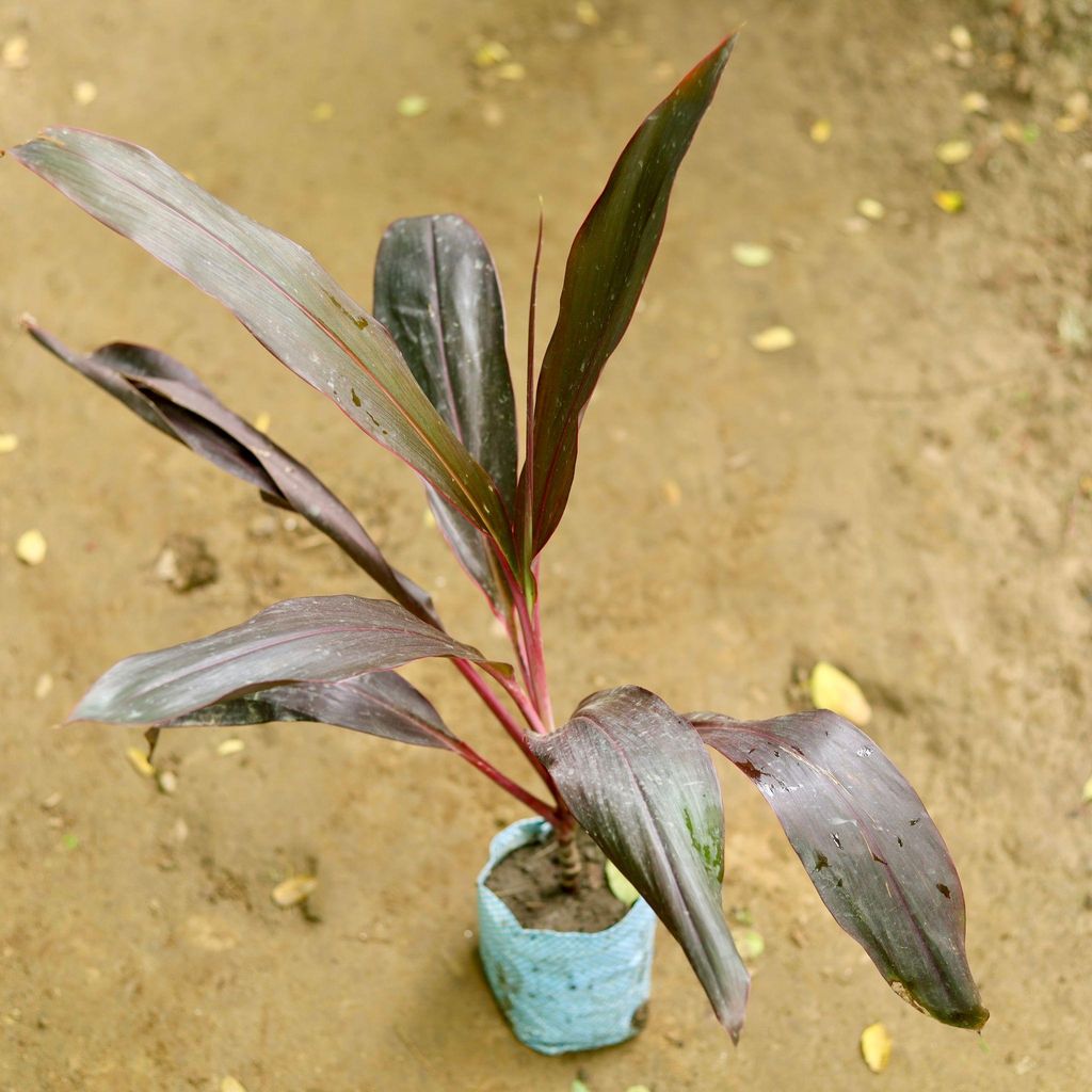Dracaena Ruby Narrow Leaf in 5 Inch Nursery Bag