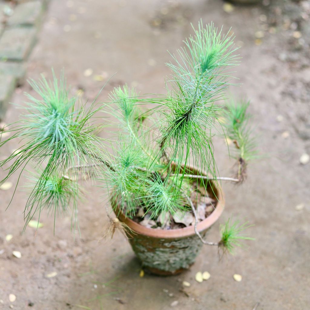 Pinus Roxburghii in 8 Inch Clay Pot