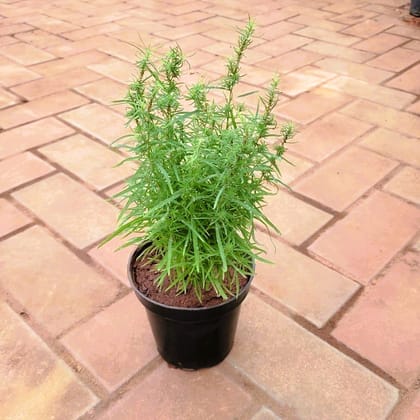 Rosemary in 4 Inch Nursery Pot