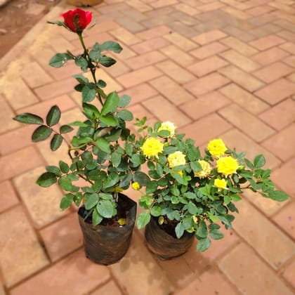 Set Of 2 - Rose (Red & Yellow) in 5 Inch Nursery Bag