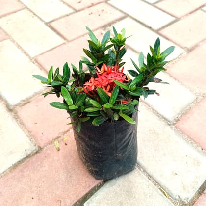 Ixora Dwarf Peach in 4 Inch Nursery Bag