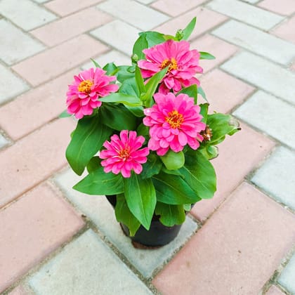 Zinnia  in 5 Inch Nursery Pot (Any Colour)