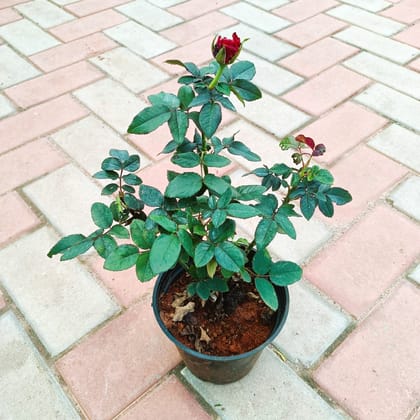 Red Rose in 6 Inch Nursery Pot