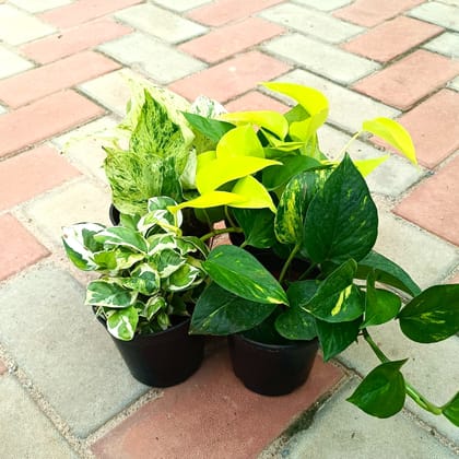 Money Special - Set of 4 - Money Plant (Desi, Njoy, Golden & White) in 4 Inch Nursery Pot