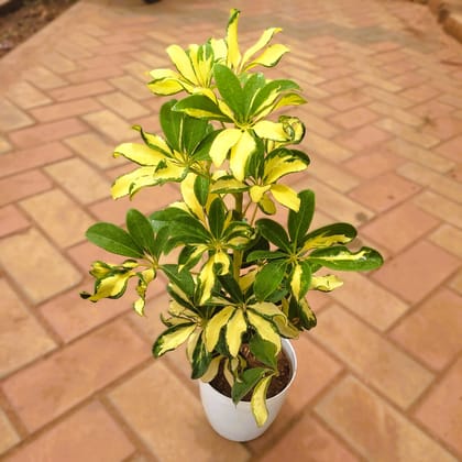 Schefflera Yellow in 6 Inch Premium Plastic Pot (any colour)