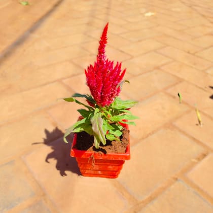 Cockscomb (any colour) in 4 Inch Red Premium Orchid Square Plastic Pot
