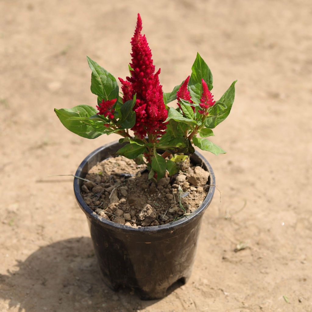 Celosia / Cockscomb (Any Colour) in 4 Inch Plastic Pot