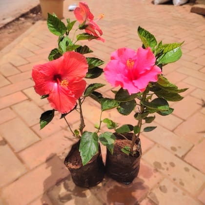 Set Of 2 - Hibiscus / Gudhal (Any Colour) in 4 Inch Nursery Bag