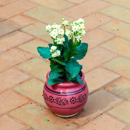 Kalanchoe Succulent (any colour) in 6 Inch Matki Designer Ceramic Pot (any colour & design)