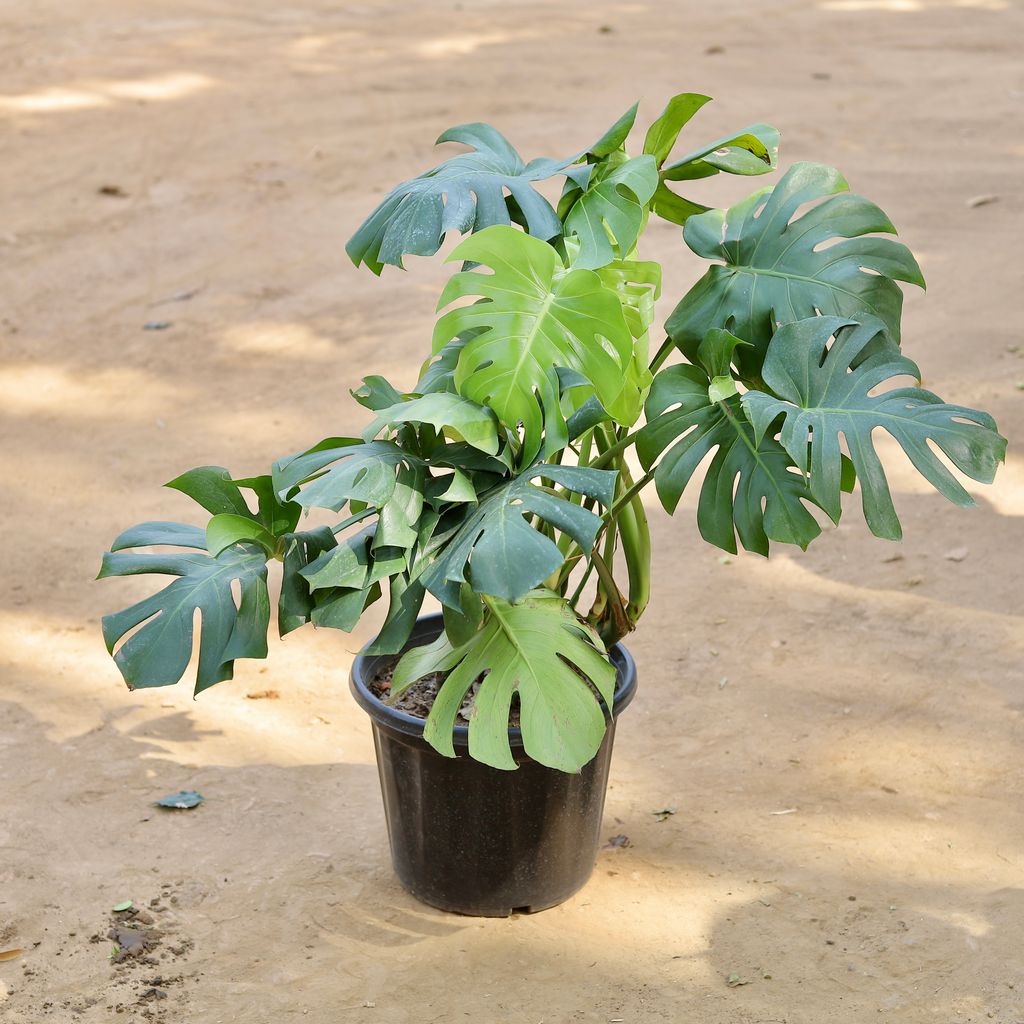Buy Monstera Big Leaf 4 Branches Imported (~5 Yrs Old) in 14 Inch Nursery pot Online | Urvann.com Monstera Big Leaf 4 Branches Imported (~5 Yrs Old) in 14 Inch Nursery pot