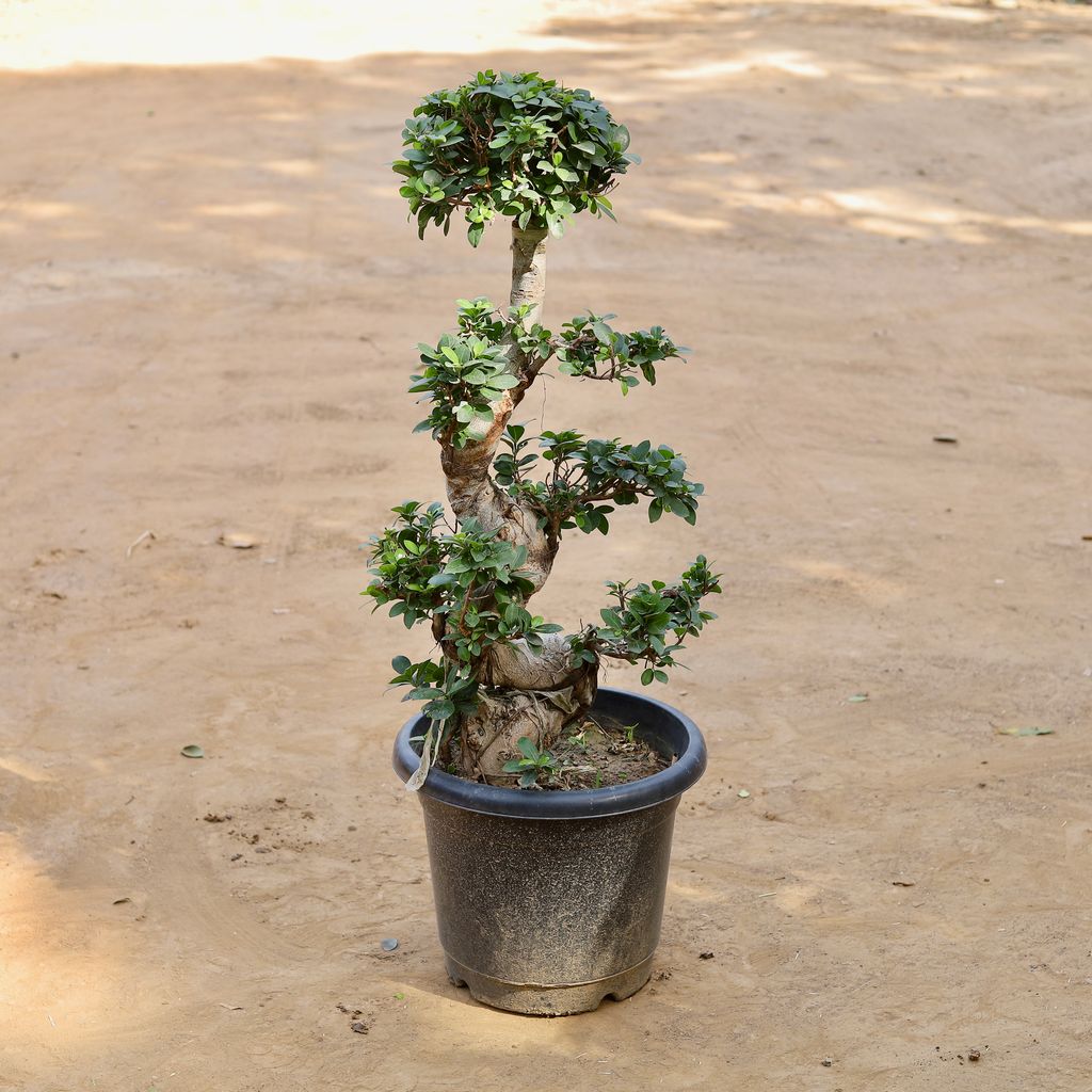 Buy Ficus S Shape Grafted Bonsai (~10 Yrs Old) (~3 Ft) in 16 Inch Nursery pot Online | Urvann.com Ficus S Shape Grafted Bonsai (~10 Yrs Old) (~3 Ft) in 16 Inch Nursery pot
