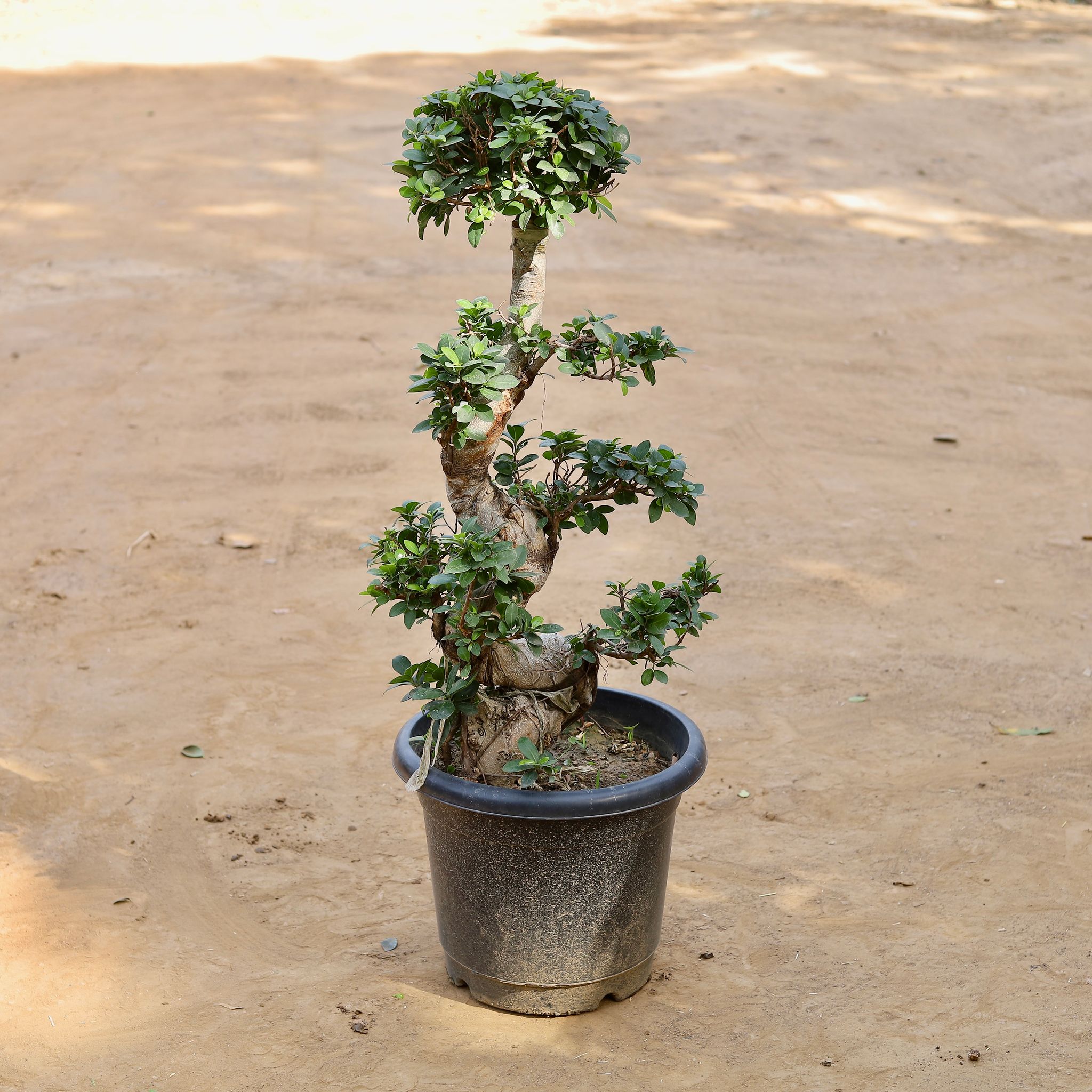 Ficus S Shape Grafted Bonsai (~10 Yrs Old) (~3 Ft) in 16 Inch Nursery pot
