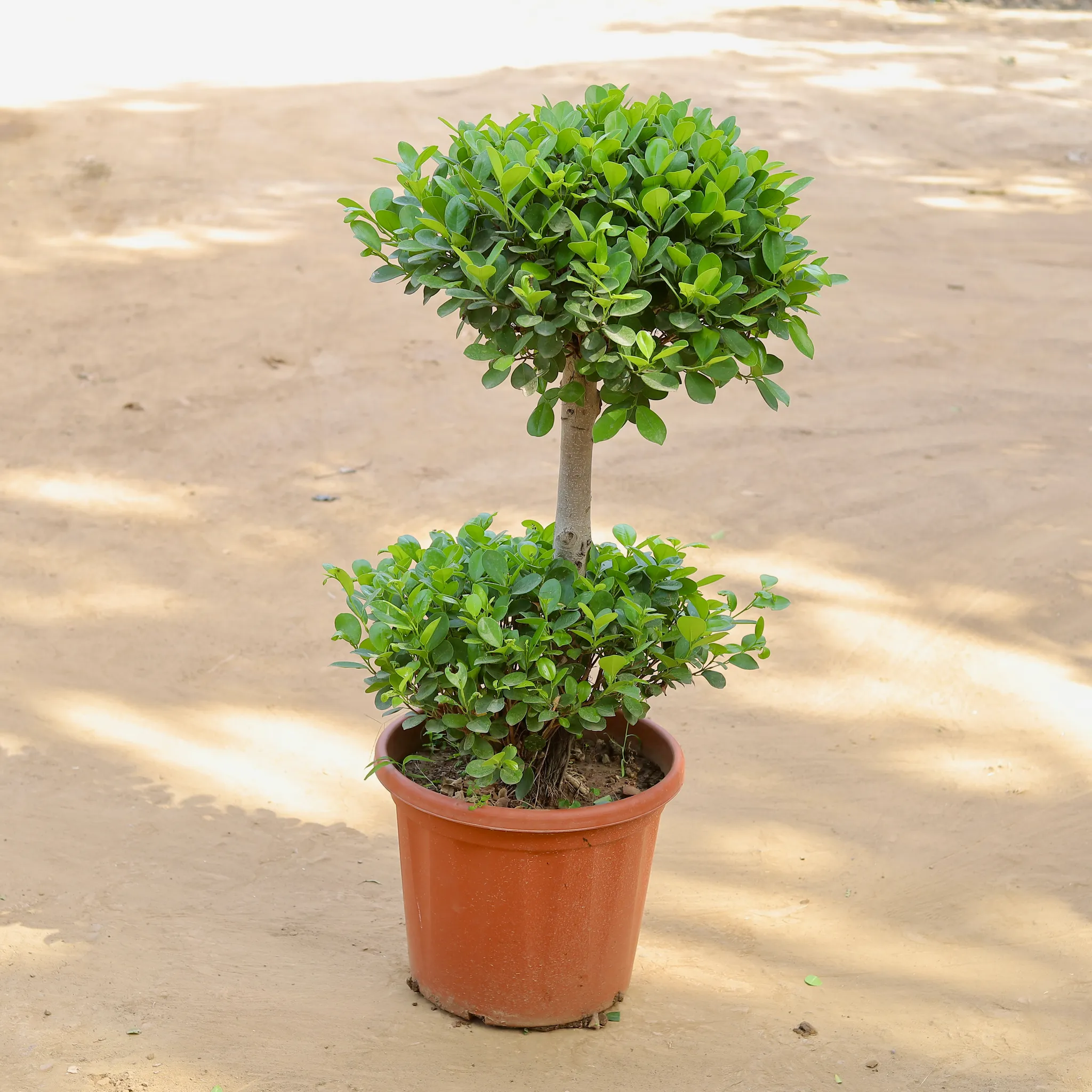 Ficus Panda Two Ball Imported (~10 Yrs Old) (~3.5 Ft) in 18 inch Nursery Pot