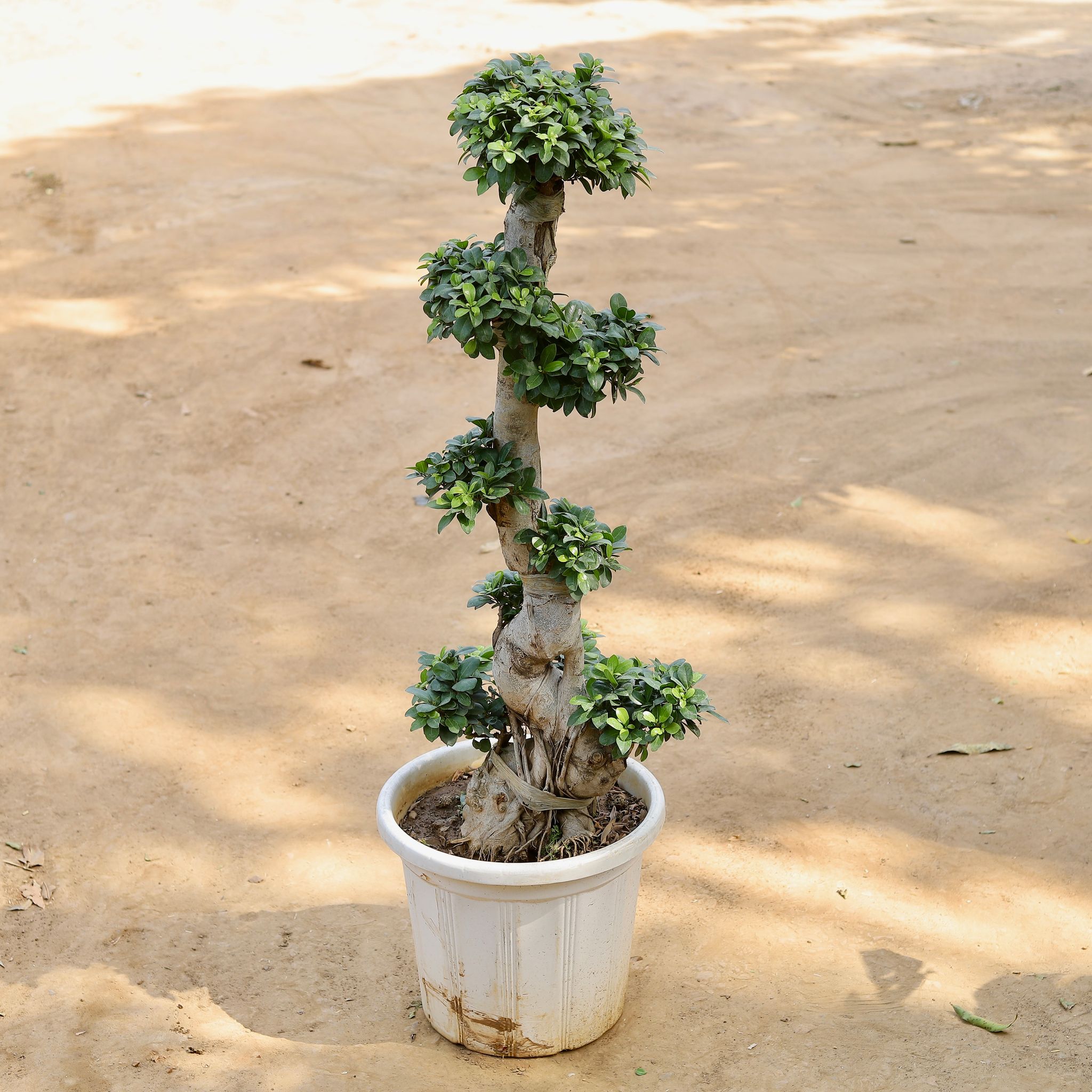 Ficus S Shape Grafted Bonsai Imported (~15 Yrs Old) (~4 Ft) in 18 Inch Nursery Pot