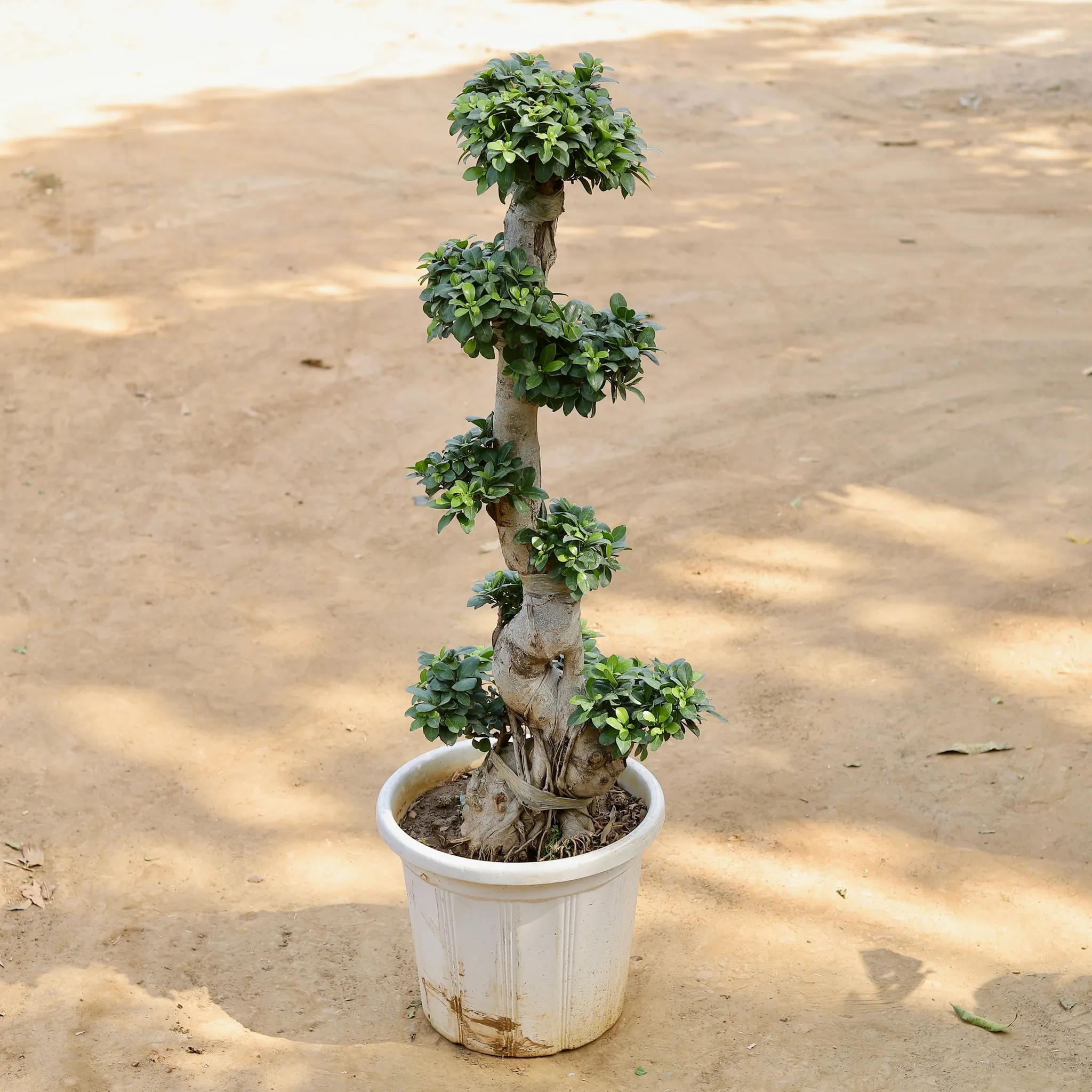Ficus S Shape Grafted Bonsai Imported (~15 Yrs Old) (~4 Ft) in 18 Inch Nursery Pot