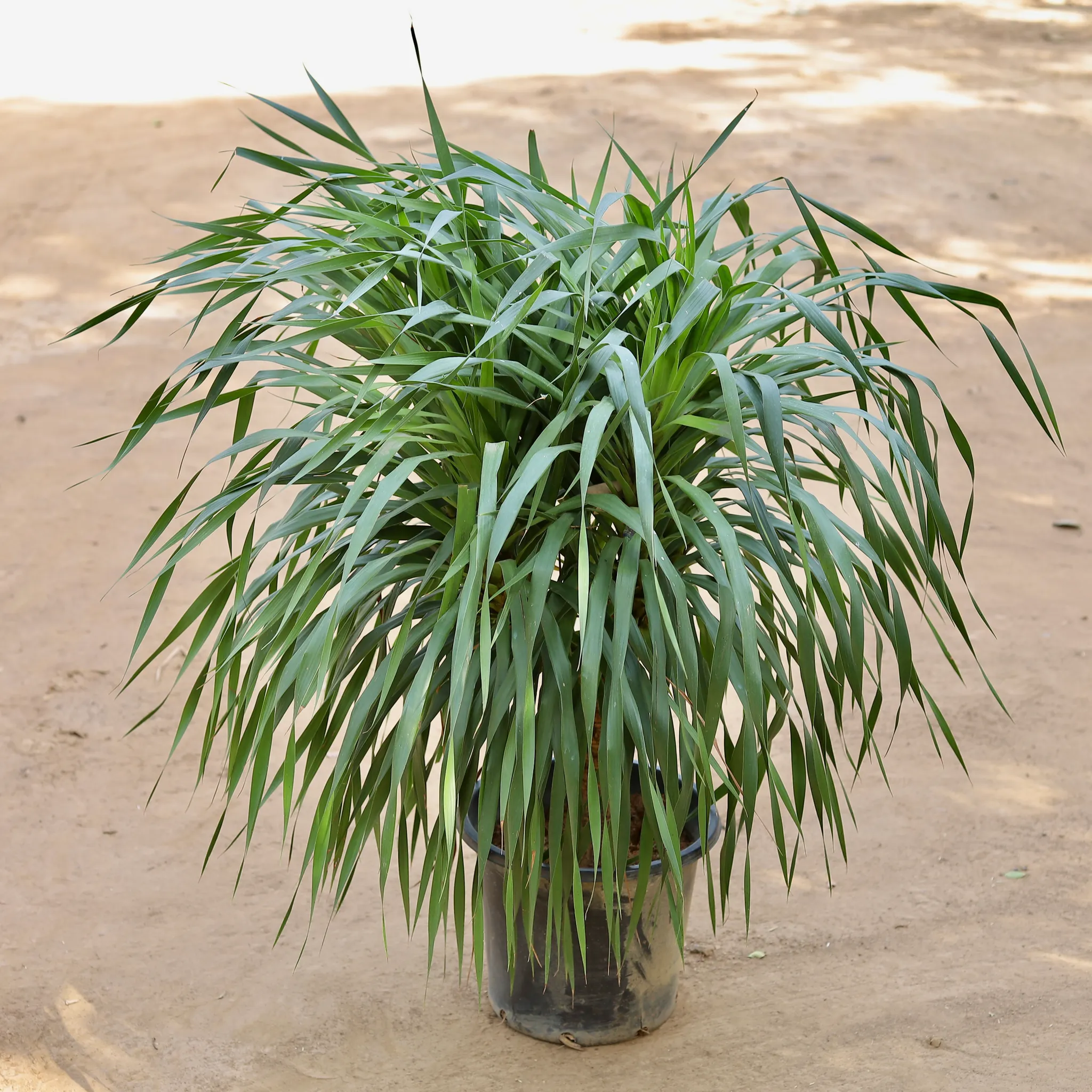 Dracaena Draco Multihead Imported (~10 Yrs Old) (~3.5 Ft) in 12 Inch Nursery Pot