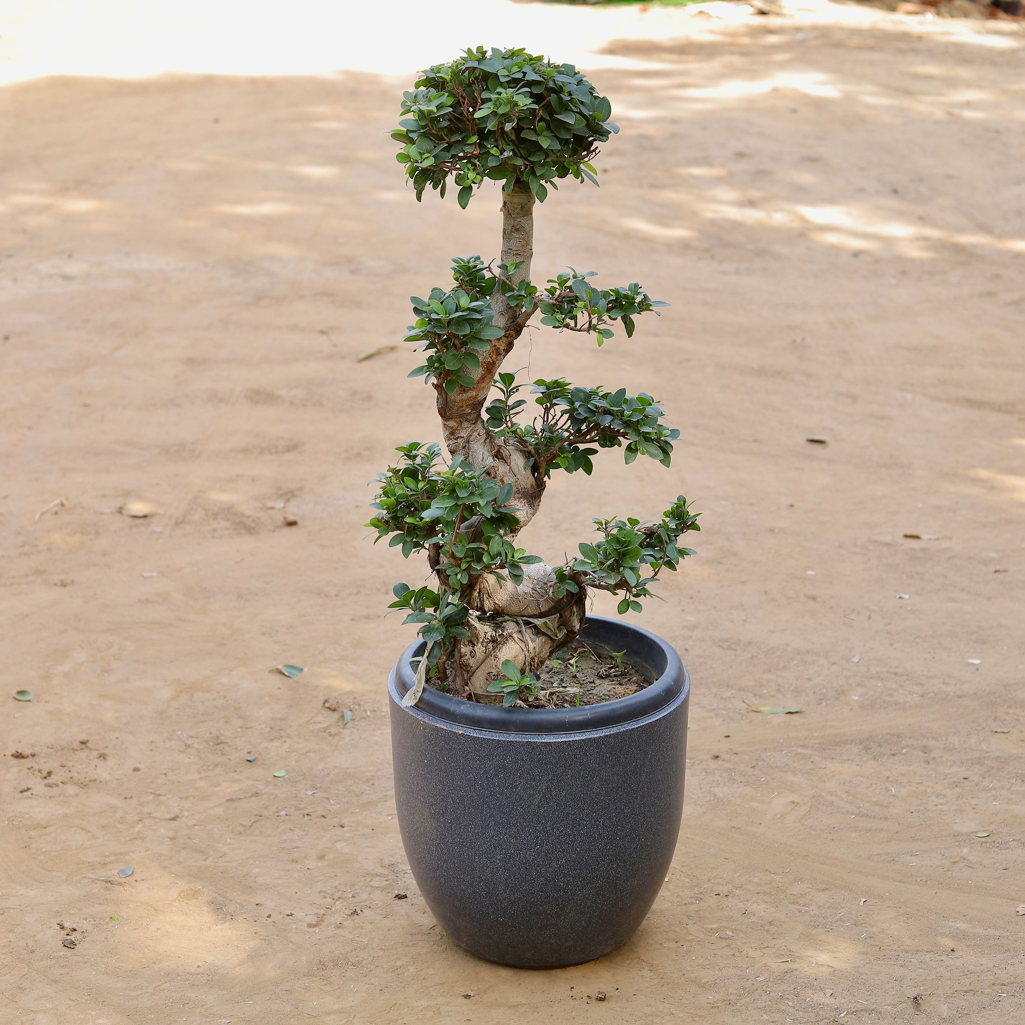 Ficus S Shape Grafted Bonsai (~10 Yrs Old) (~3 Ft) in 17 Inch Classy Grey Cup Fiberglass Pot