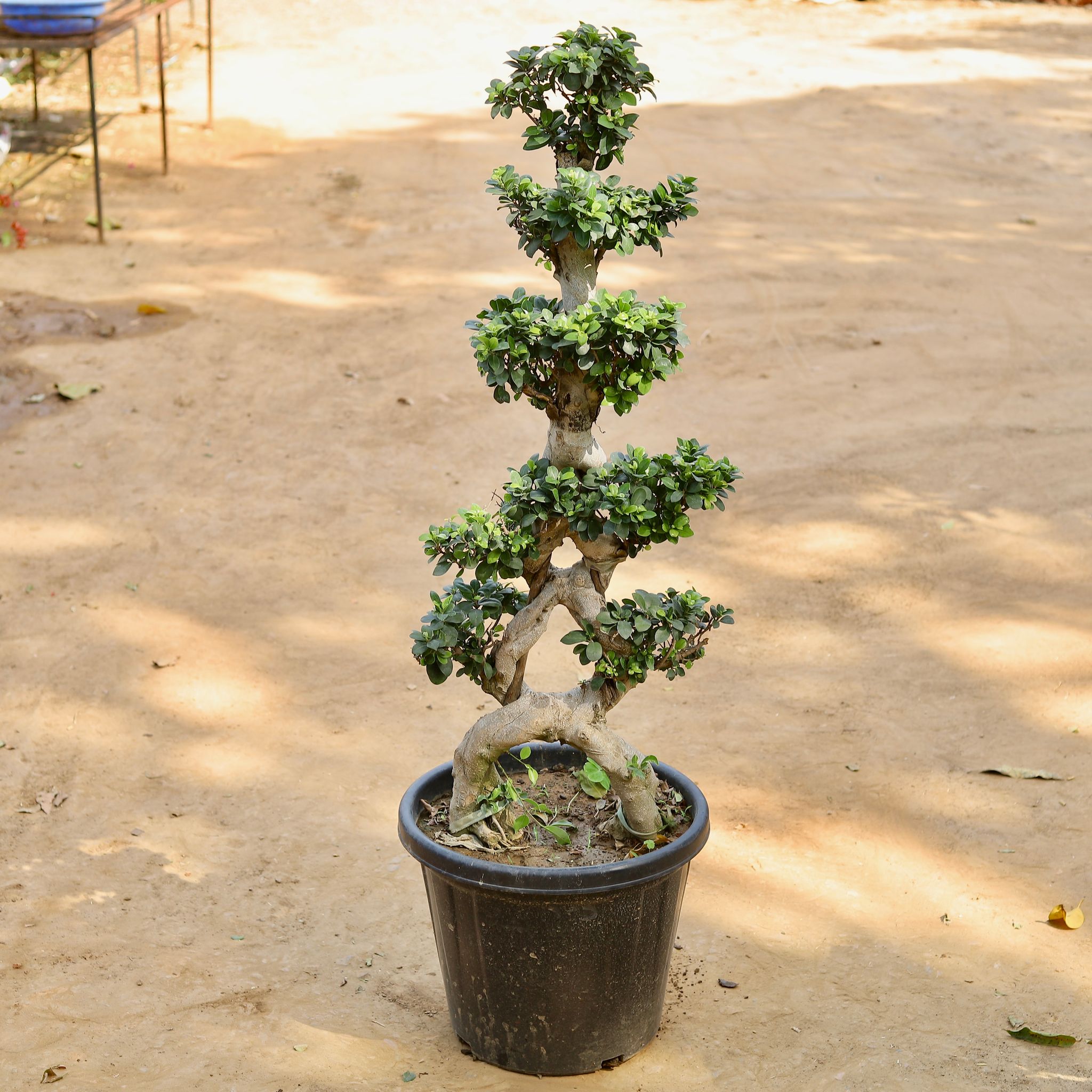 Ficus Eight Shape Grafted Bonsai (~16 Yrs Old) (~4 Ft) in 18 Inch Nursery Pot