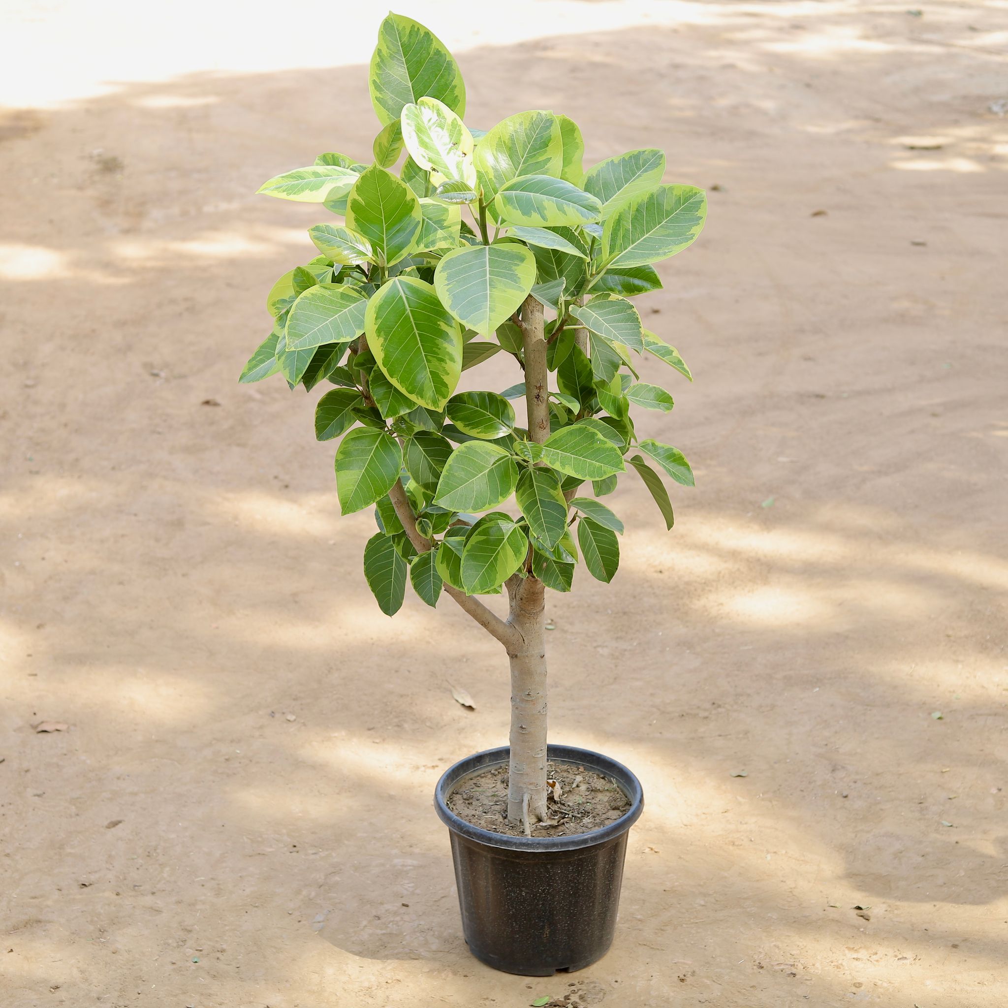 Ficus Varigated Bargad Imported (~20 Yrs Old) (~3 Ft) in 12 Inch Nursery pot