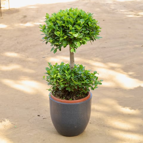 Ficus Panda Two Ball Imported (~10 Yrs Old) (~3.5 Ft) in 20 Inch Classy Grey Cup Fiberglass Pot