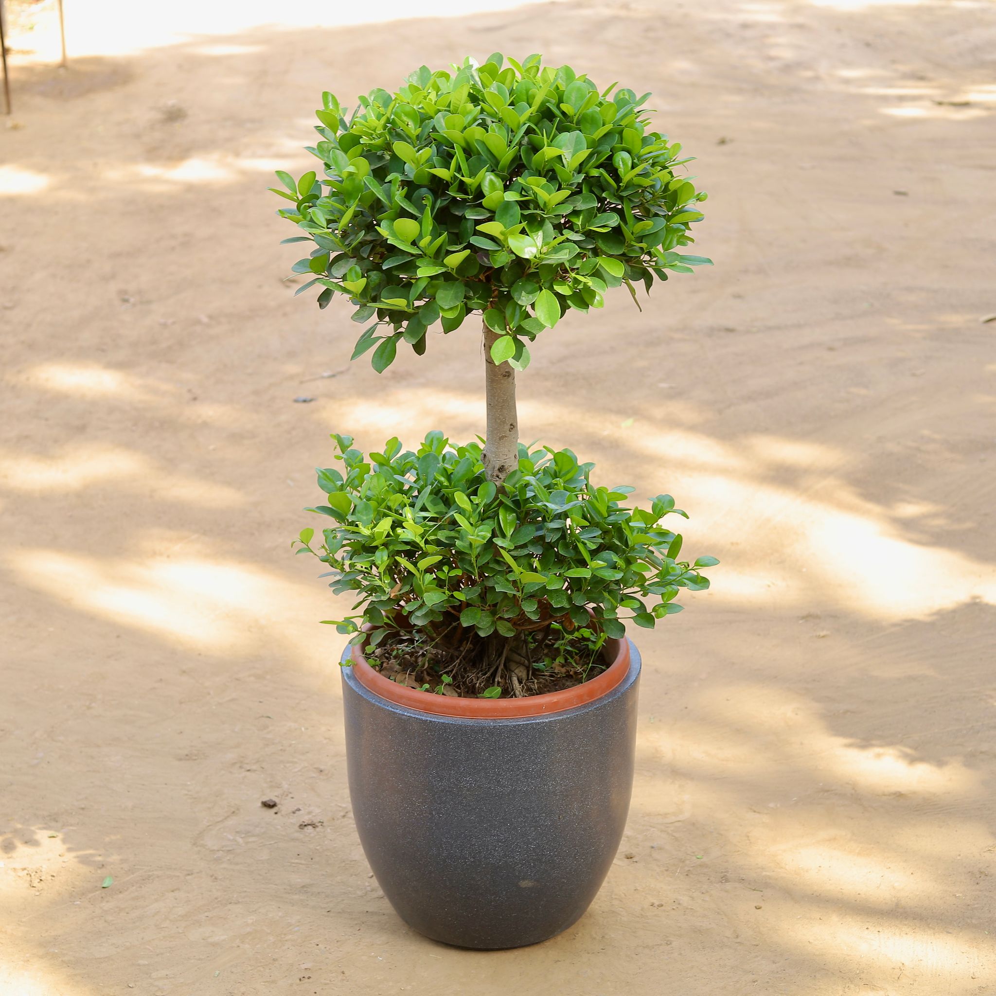 Ficus Panda Two Ball Imported (~10 Yrs Old) (~3.5 Ft) in 20 Inch Classy Grey Cup Fiberglass Pot