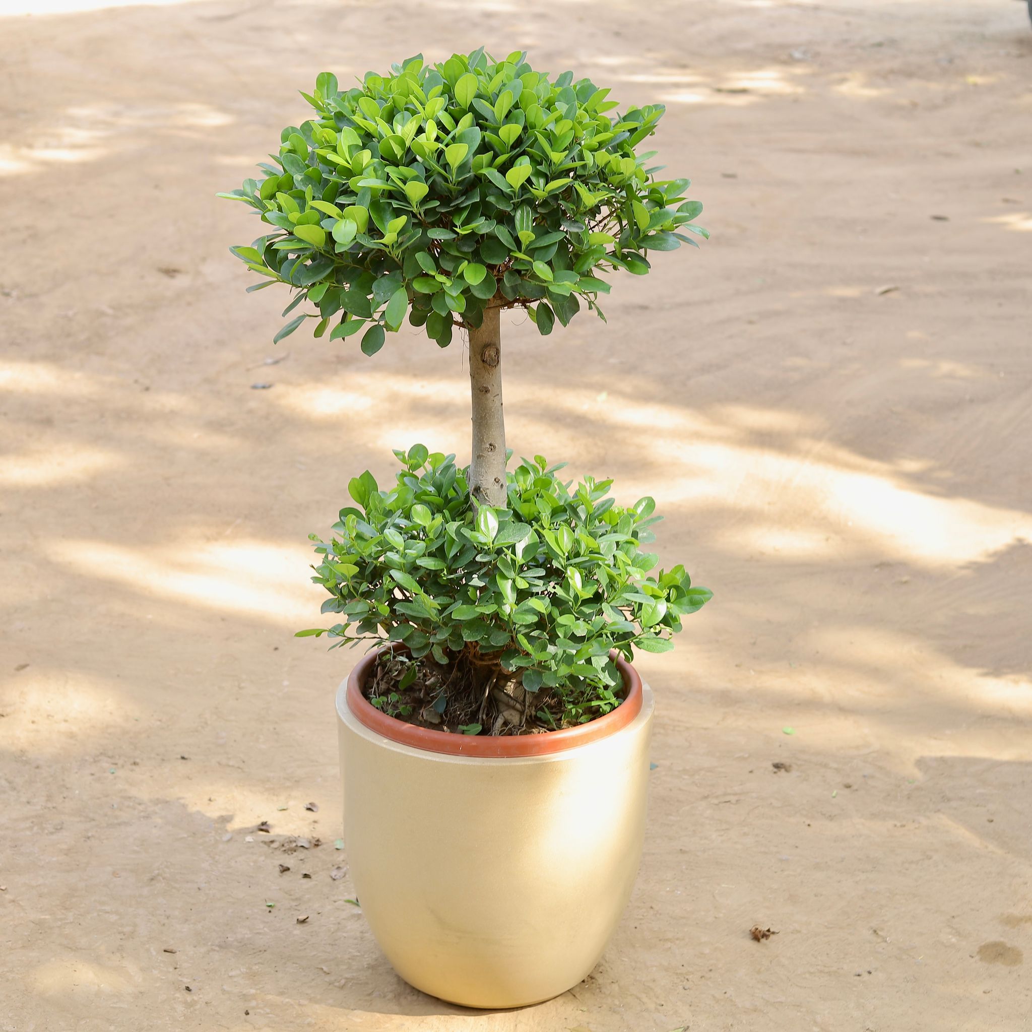Ficus Panda Two Ball Imported (~10 Yrs Old) (~3.5 Ft) in 20 Inch Classy Beige Cup Fiberglass Pot