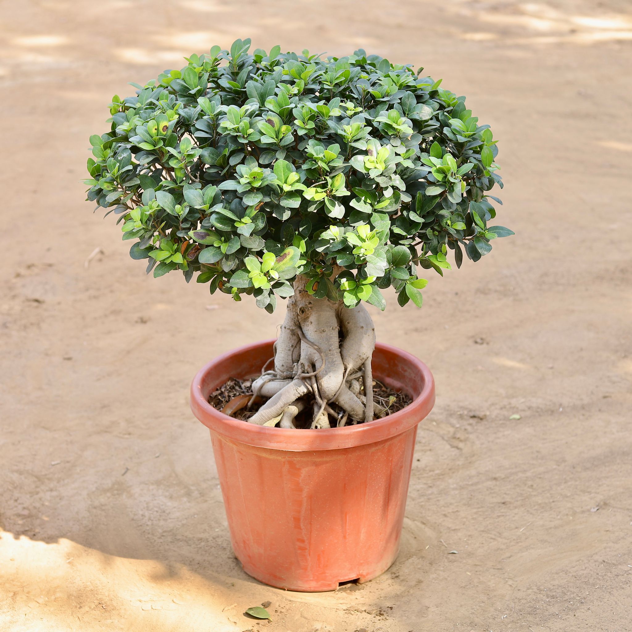 Ficus Bonsai Grafted (~20 Yrs Old) in 14 Inch Nursery Pot