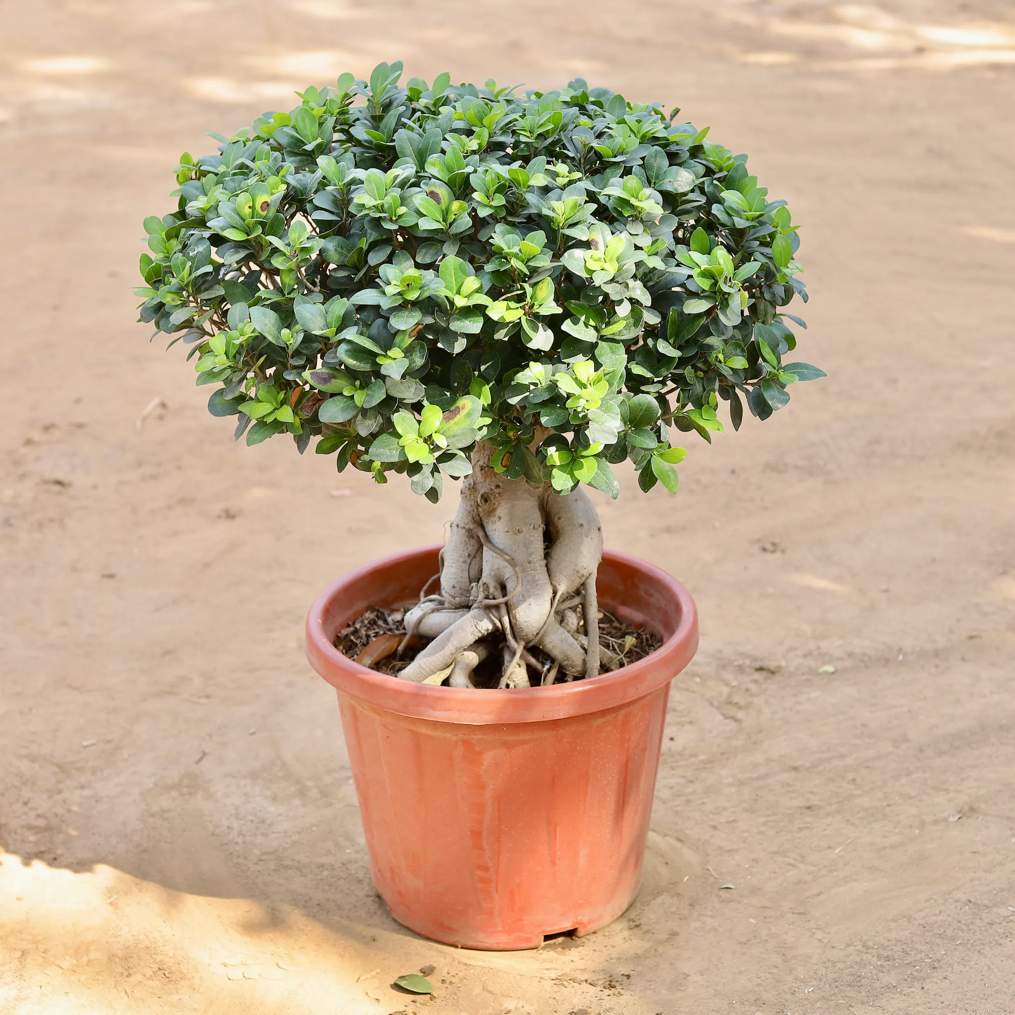 Ficus Bonsai Grafted (~20 Yrs Old) in 14 Inch Nursery Pot