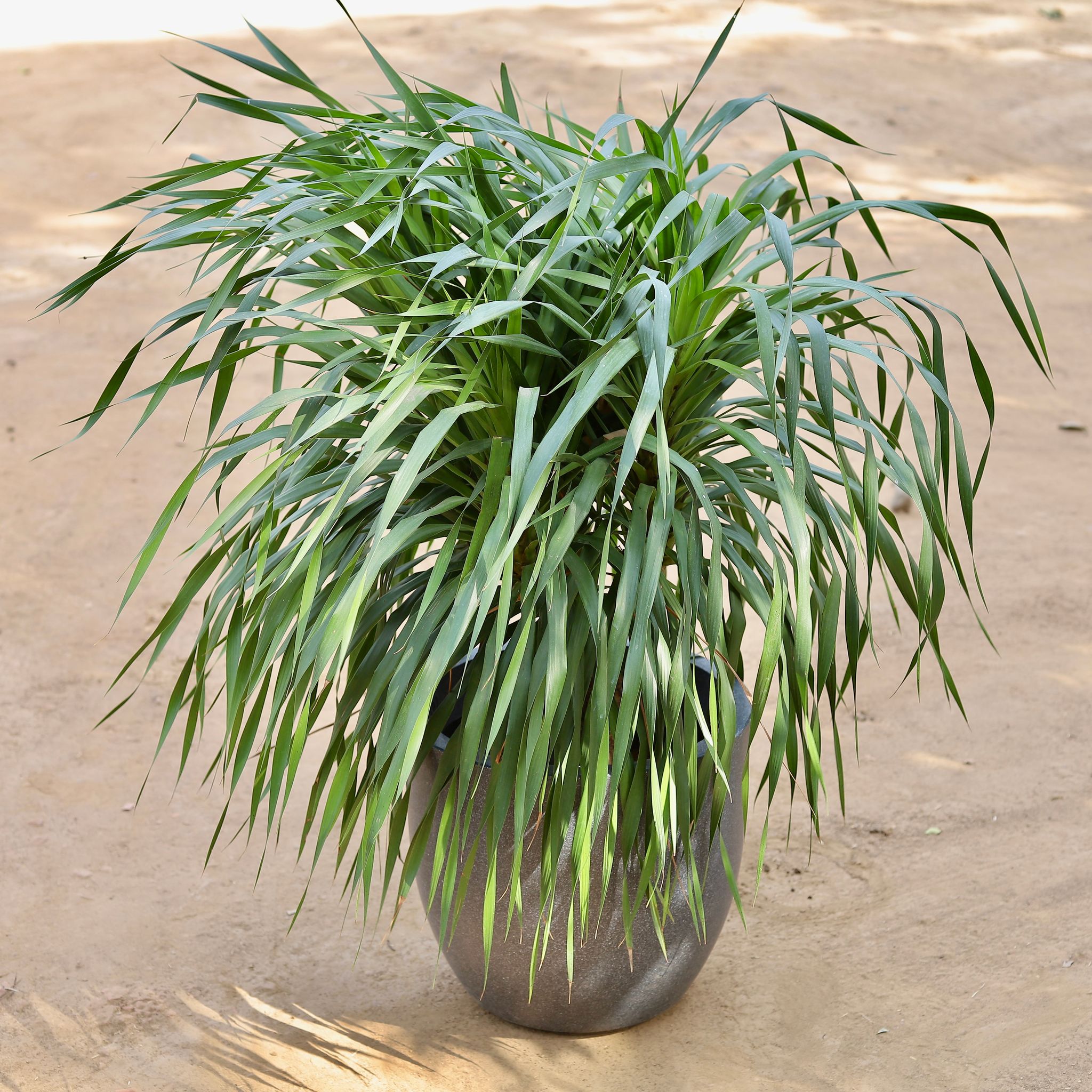 Dracaena Draco Multihead Imported (~10 Yrs Old) (~3.5 Ft) in 17 inch Classy Grey Cup Fiberglass Pot