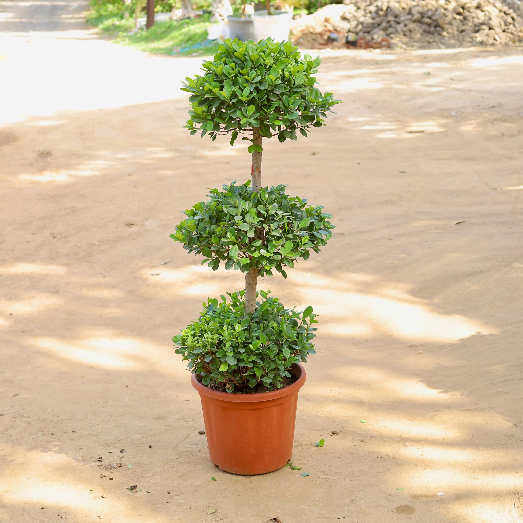 Ficus Panda Three Ball Imported (~10-12 Yrs Old) (~5 Ft) in 20 Inch Nursery Pot