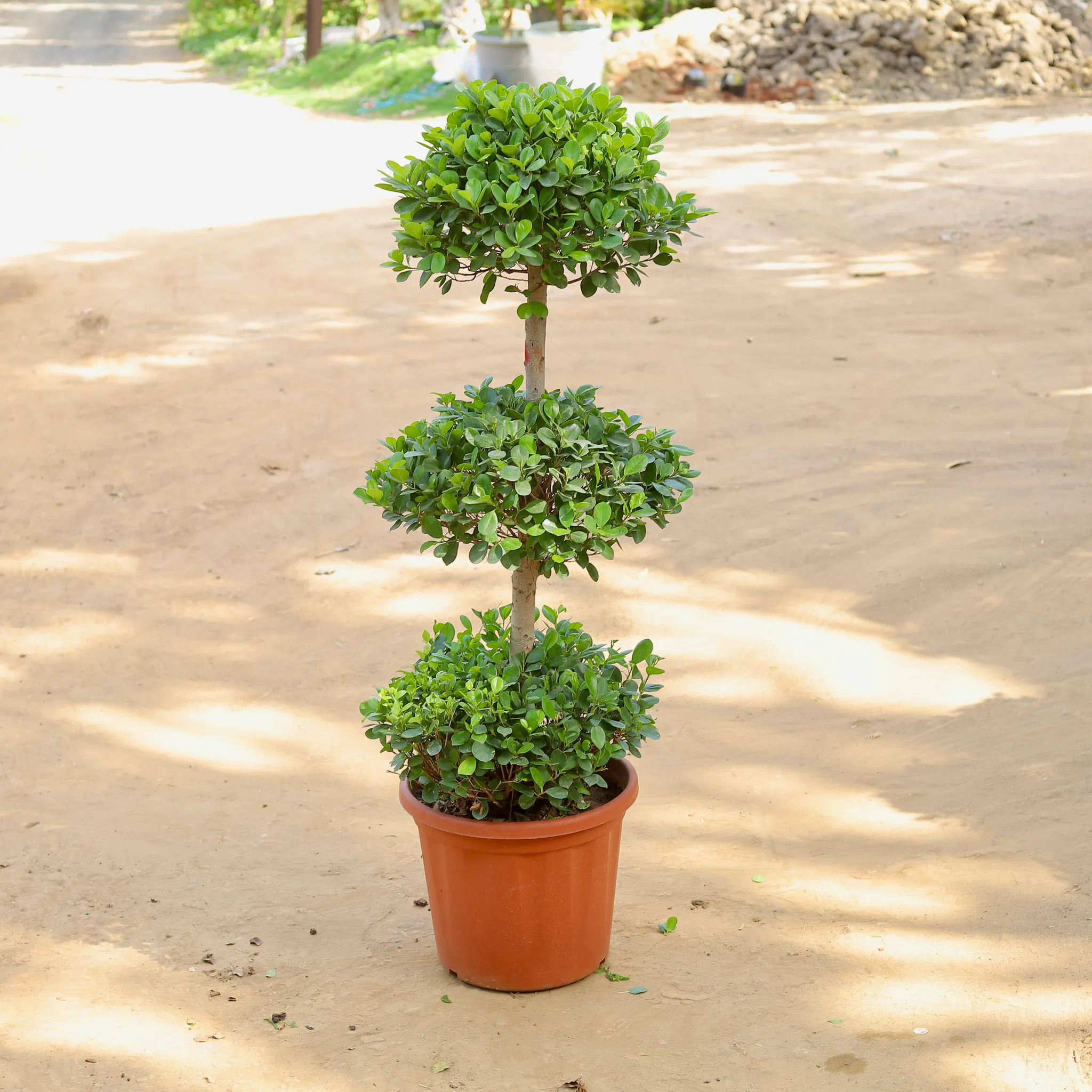Ficus Panda Three Ball Imported (~10-12 Yrs Old) (~5 Ft) in 20 Inch Nursery Pot