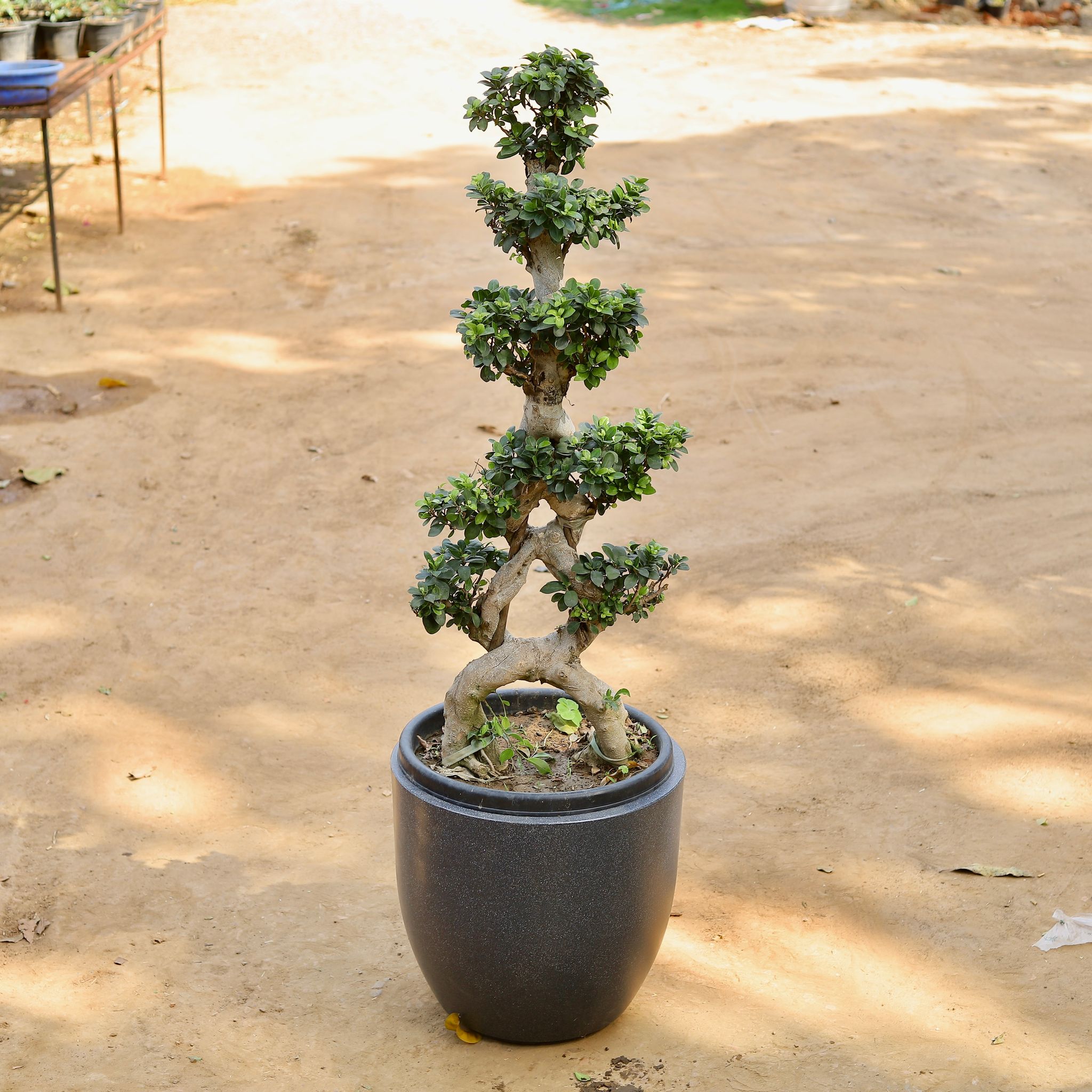 Ficus Eight Shape Grafted Bonsai Imported (~16 Yrs Old) (~4 Ft) in 20 Inch Classy Grey Cup Fiberglass Pot