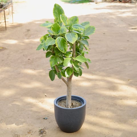 Ficus Varigated Bonsai Bargad Imported (~20 Yrs Old) (~3 Ft) in 20 Inch Classy Grey Cup Fiberglass Pot