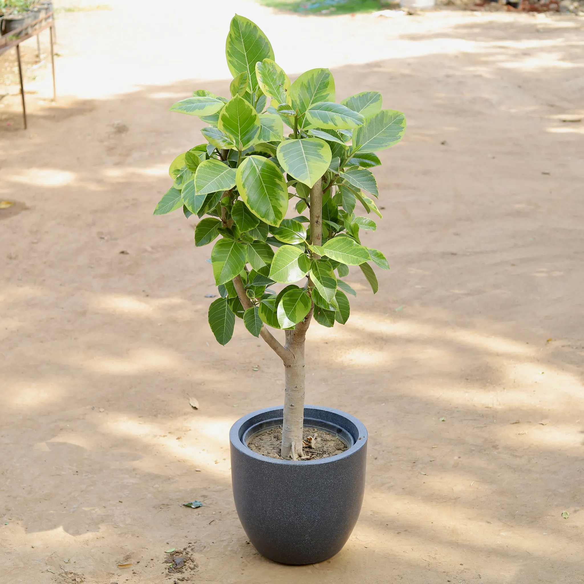 Ficus Varigated Bonsai Bargad Imported (~20 Yrs Old) (~3 Ft) in 20 Inch Classy Grey Cup Fiberglass Pot
