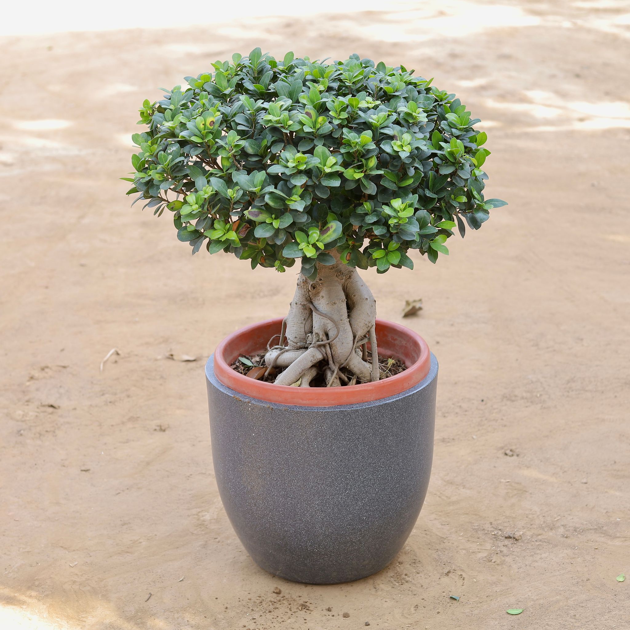 Ficus Bonsai Grafted (~20 Yrs Old) in 17 inch Classy Grey Cup Fiberglass Pot