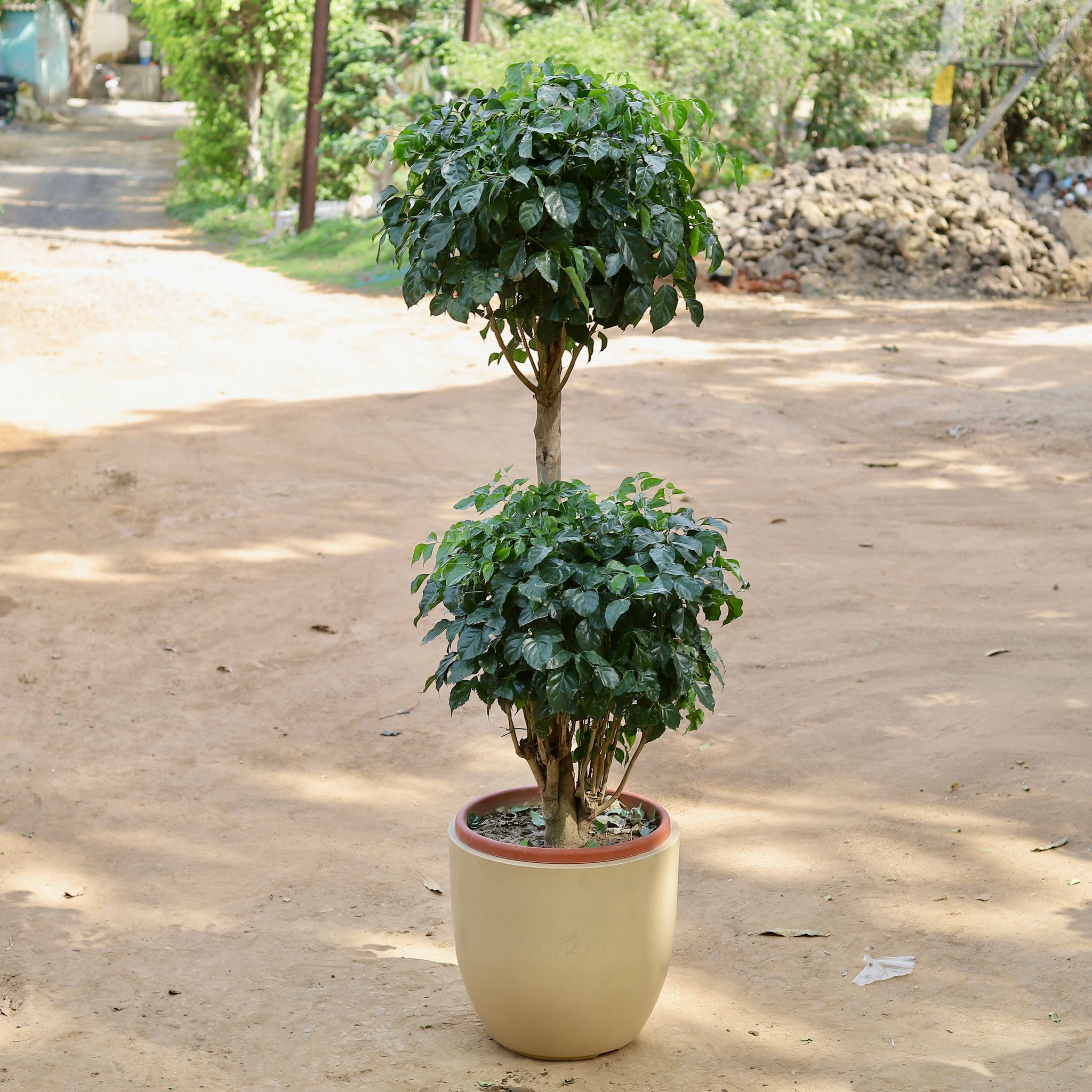 Radermachera Two Ball Thick Trunk Imported (~10 Yrs Old) (~5 Ft) in 20 Inch Classy Beige Cup Fiberglass Pot