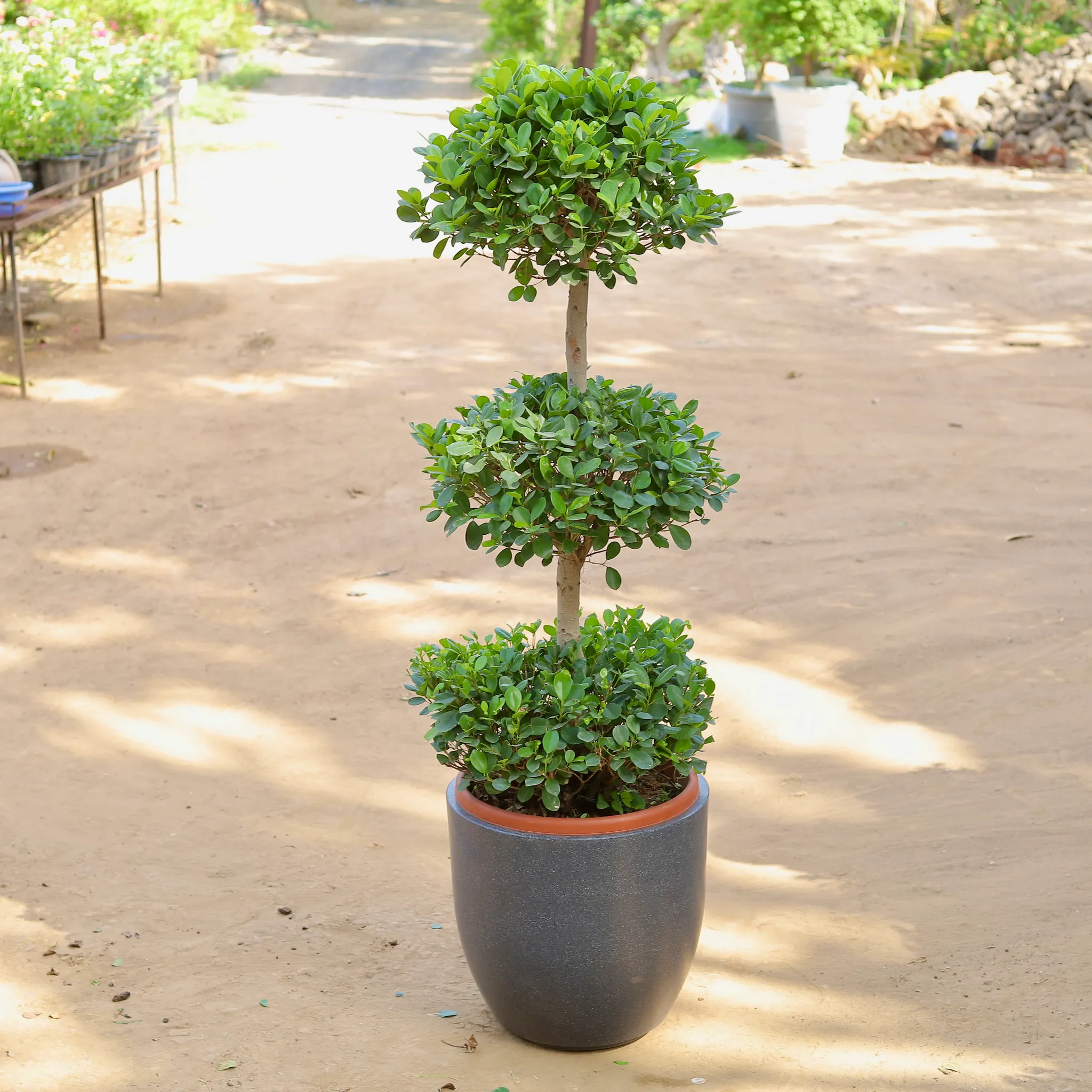 Ficus Panda Three Ball Imported (~10-12 Yrs Old) (~6 Ft) in 20 Inch Classy Grey Cup Fiberglass Pot