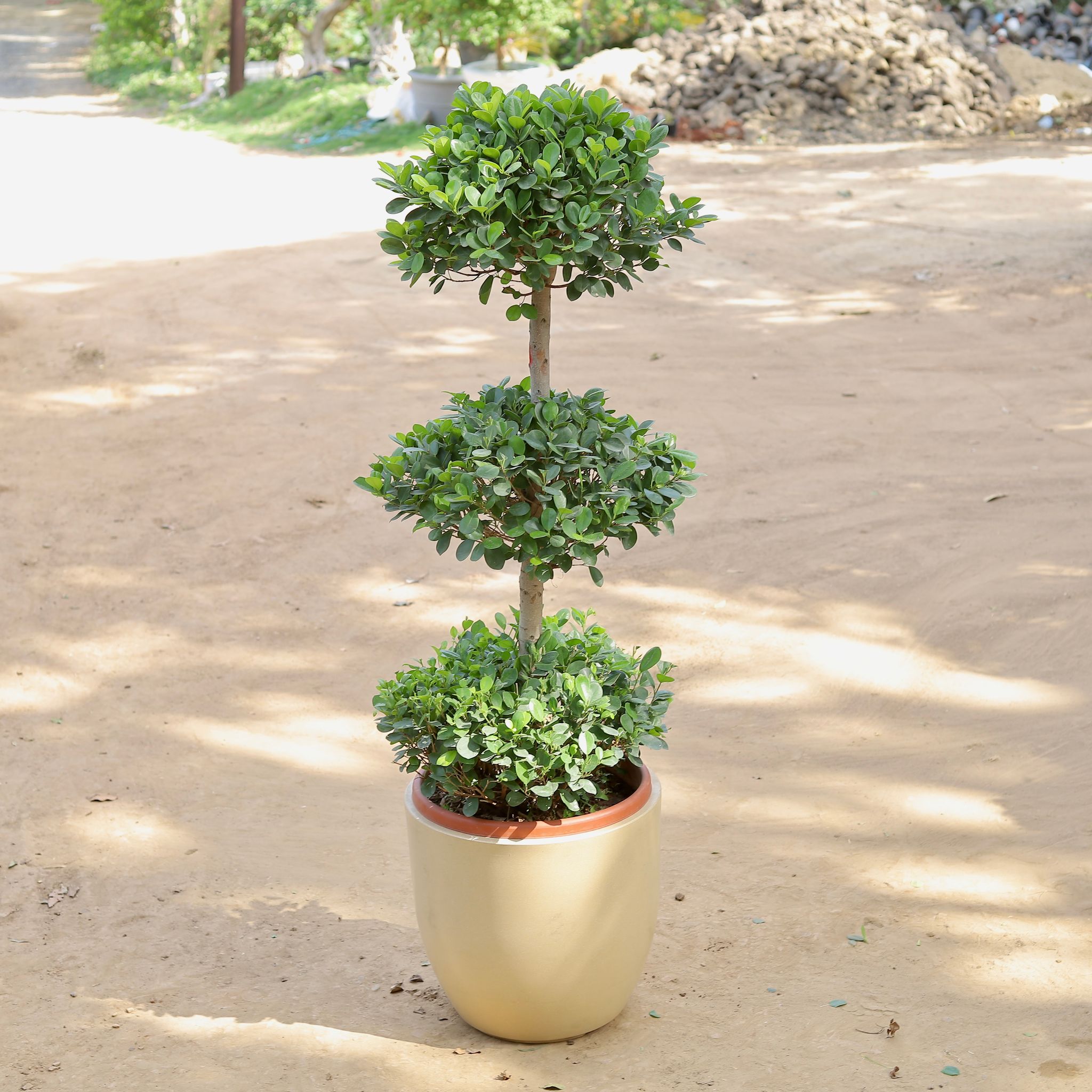 Ficus Panda Three Ball Imported (~10-12 Yrs Old) (~6 Ft) in 20 Inch Classy Beige Cup Fiberglass Pot