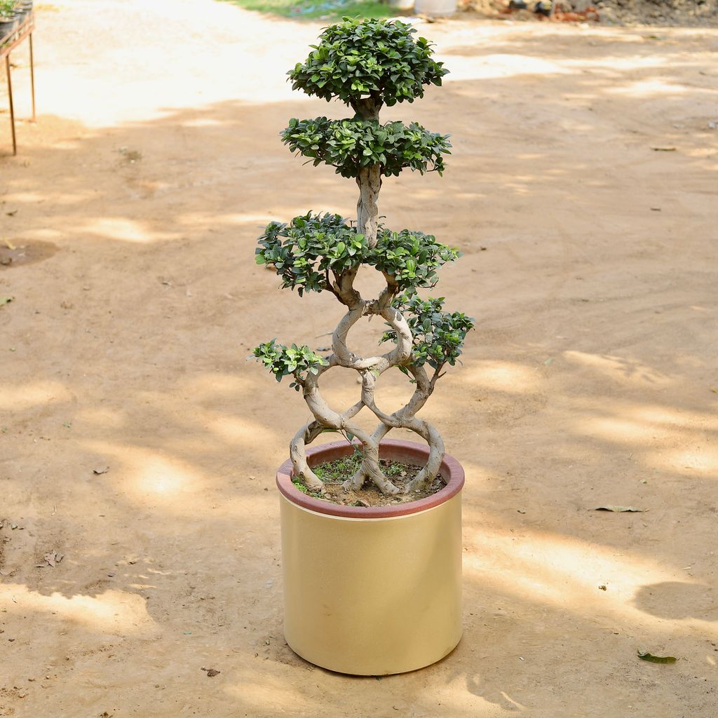 Buy Dollar Shape Ficus Bonsai Grafted Imported (~15 Yrs Old) (~4 Ft) in 20 Inch Classy Beige Cylindrical Fiberglass Pot Online | Urvann.com Dollar Shape Ficus Bonsai Grafted Imported (~15 Yrs Old) (~4 Ft) in 20 Inch Classy Beige Cylindrical Fiberglass Pot