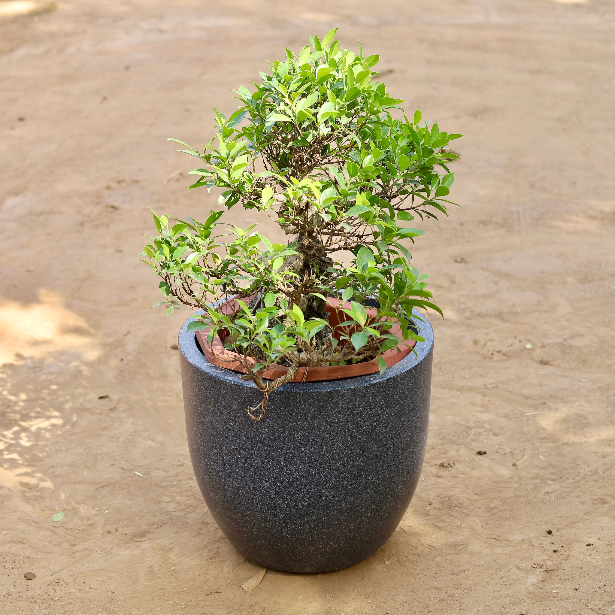 Ficus Tiger Bark Stone Bonsai Imported (~20 Yrs Old) in 17 Inch Classy Grey Cup Fiberglass Pot