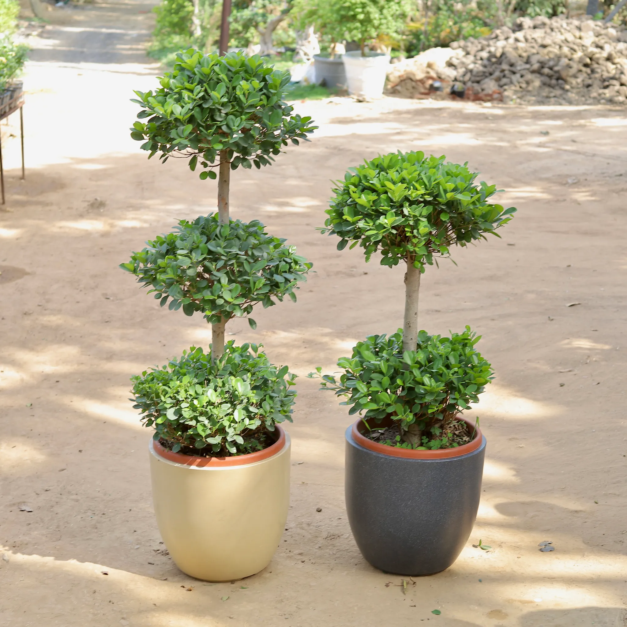 Set Of 2 - Three Ball And Two Ball Ficus Imported (~10-12 Yrs Old) (~4 Ft &~6 Ft) in 20 Inch Classy Beige & Grey Cup Fiberglass Pot