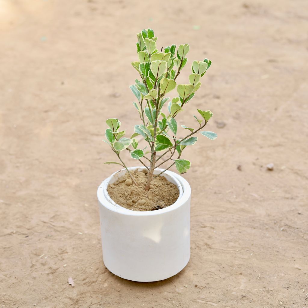 Buy Ficus Triangularis (Heart Leaf) in 6 Inch Classy White Cylindrical Fiberglass Pot Online | Urvann.com Ficus Triangularis (Heart Leaf) in 6 Inch Classy White Cylindrical Fiberglass Pot