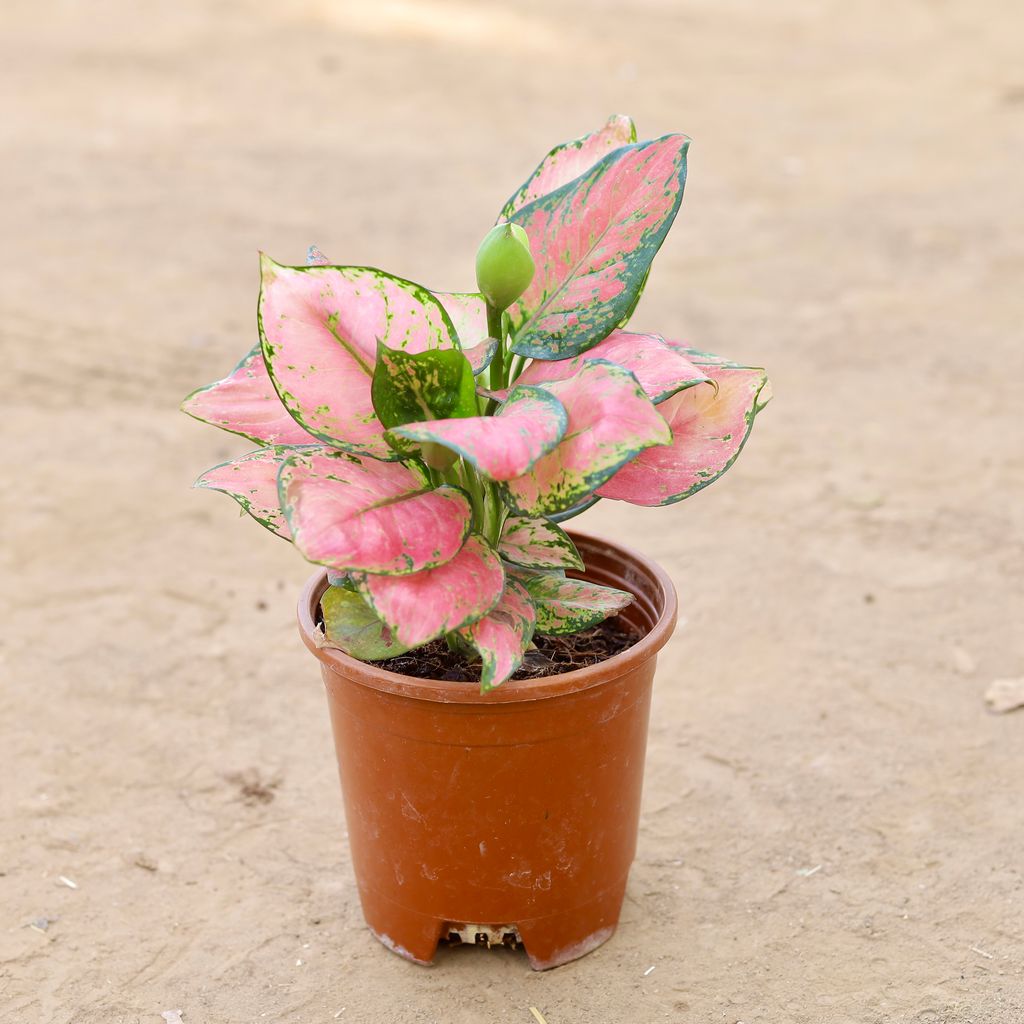 Buy Aglaonema Lady Valentine in 6 Inch Nursery Pot Online | Urvann.com Aglaonema Lady Valentine in 6 Inch Nursery Pot