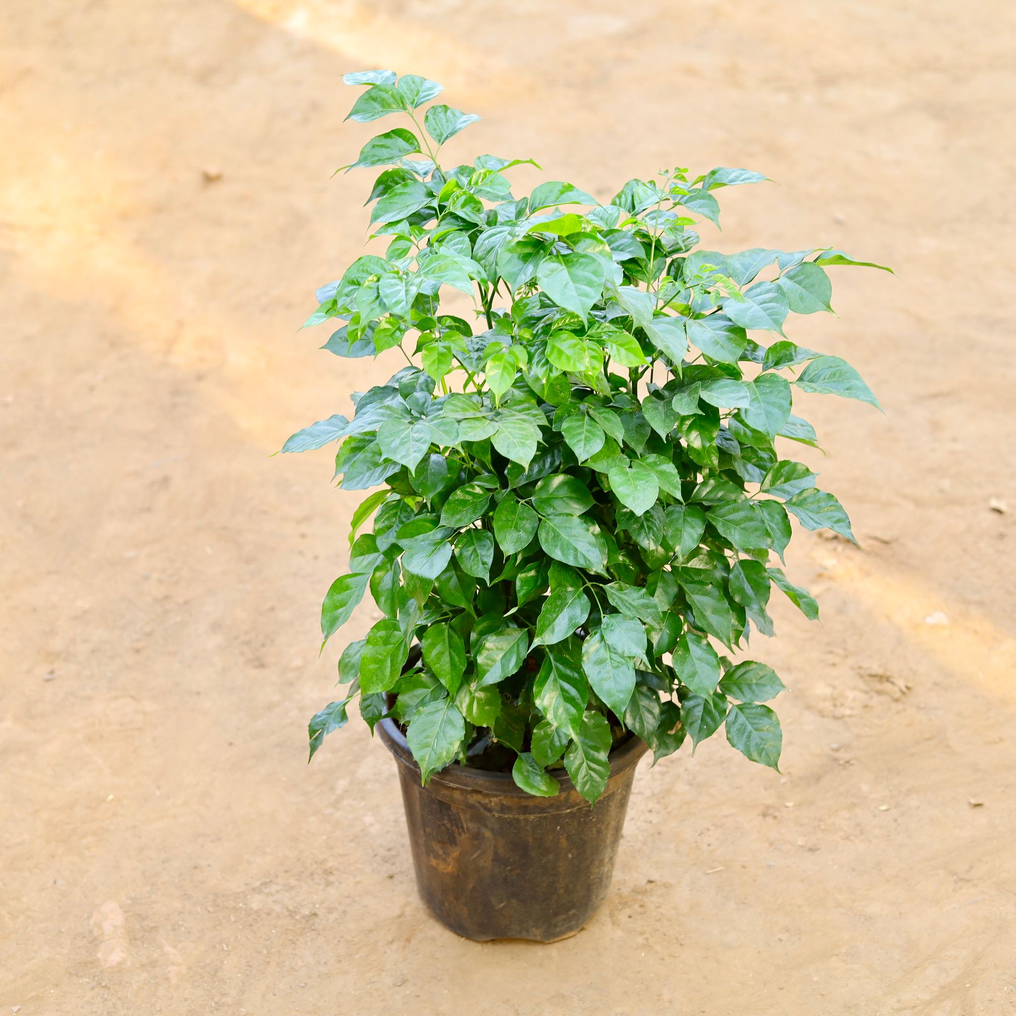 Radermachera / China Doll in 10 Inch Nursery Pot